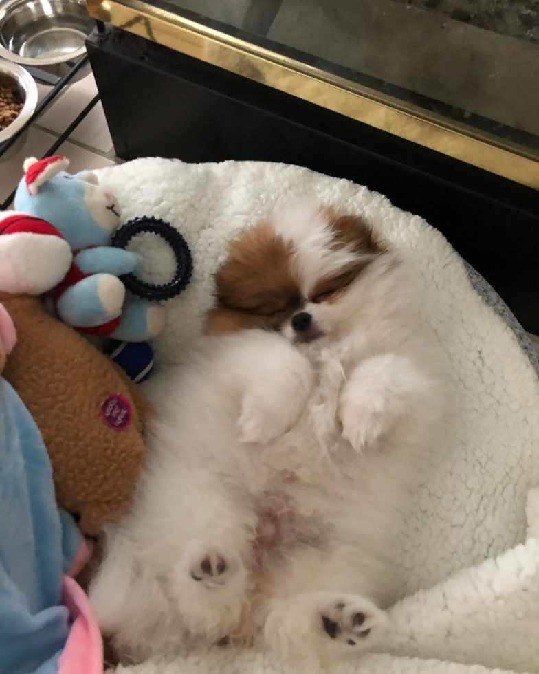 Smart Pomeranian Pup in Wixom MI