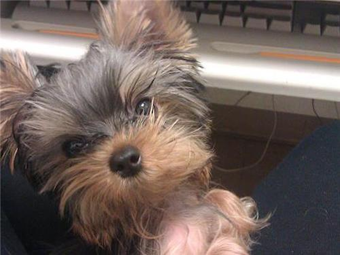 Maximus - Yorkshire Terrier Puppy For Sale Premier Pups Maximus - Yorkshire Terrier Puppy For Sale Premier Pups