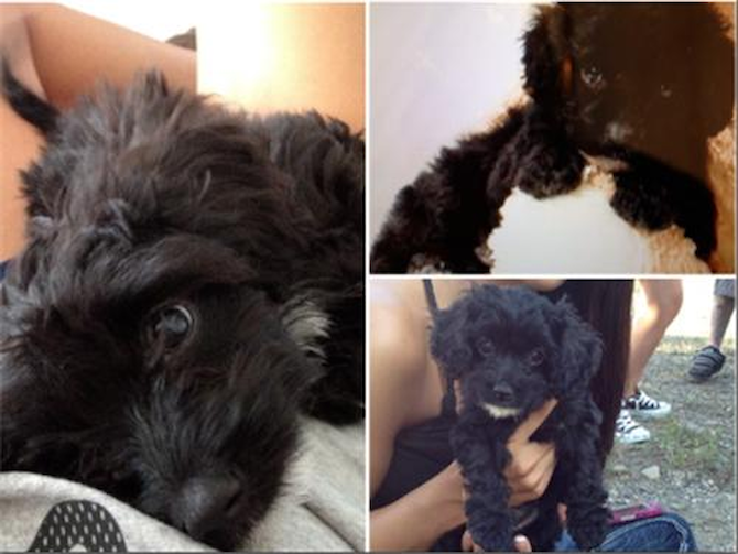 Eylie (Previously Tiffany) - Cavapoo Puppy For Sale Premier Pups Eylie (Previously Tiffany) - Cavapoo Puppy For Sale Premier Pups