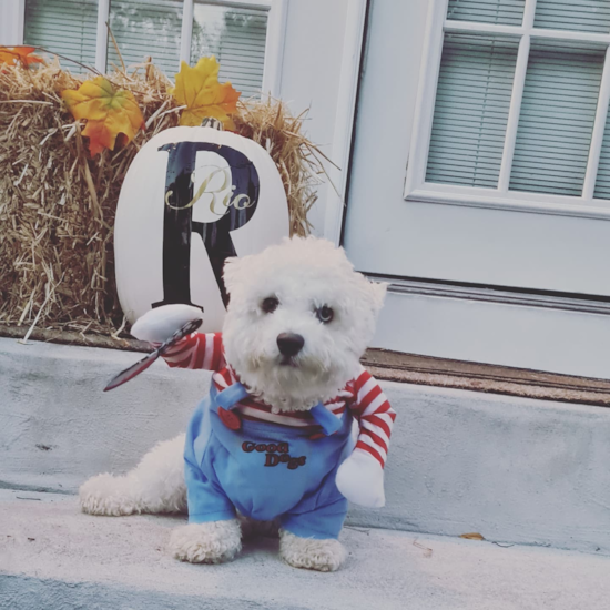 Funny Poochon Poodle Mix Pup