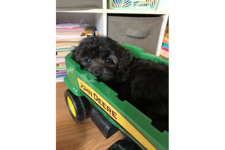 Meet Kathy - our Mini Aussiedoodle Puppy Photo 1/3 - Premier Pups