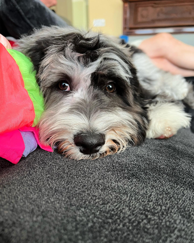 Happy Mini Portidoodle Pup