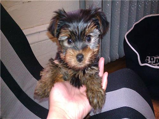 Romeo - Yorkshire Terrier Puppy For Sale Premier Pups Romeo - Yorkshire Terrier Puppy For Sale Premier Pups