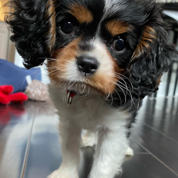 Huxley, a Cavalier King Charles Spaniel puppy from Jackson OH