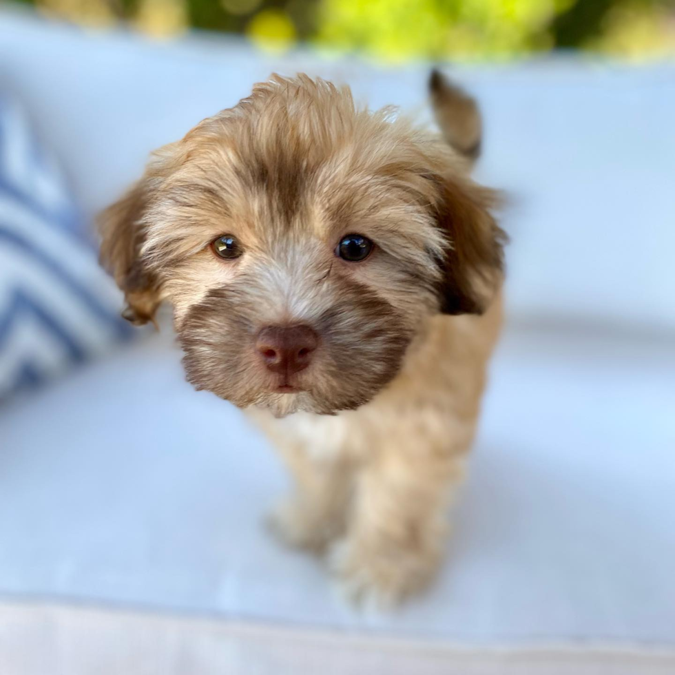 Cute Havapoo Pup in Pleasanton CA