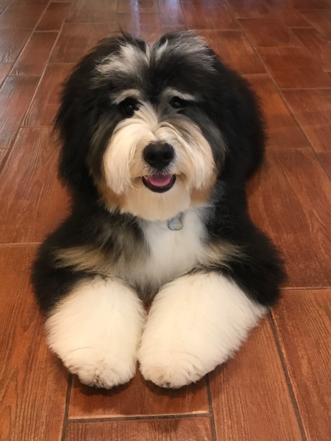 LandonMini BernedoodleSimi Valley, CA Premier Pups Puppy Photo Gallery.
