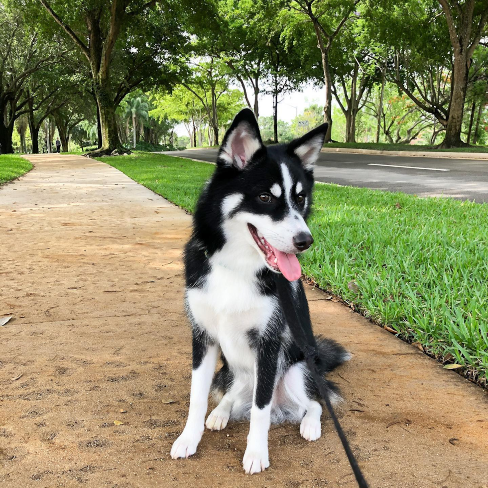 Friendly Pomsky Pup in Plantation FL