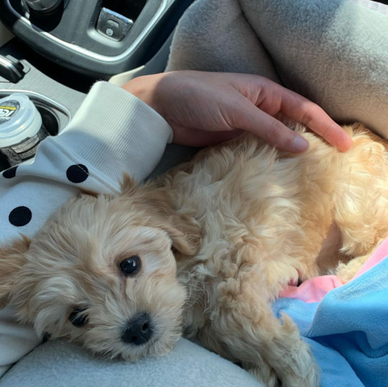 Cavachon Being Cute