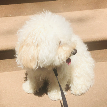 Oscar, a Maltipoo puppy from New York Oscar, a Maltipoo puppy from New York