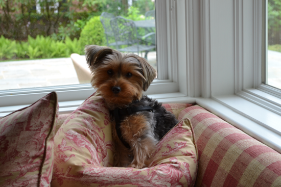 Small Yorkshire Terrier Pup