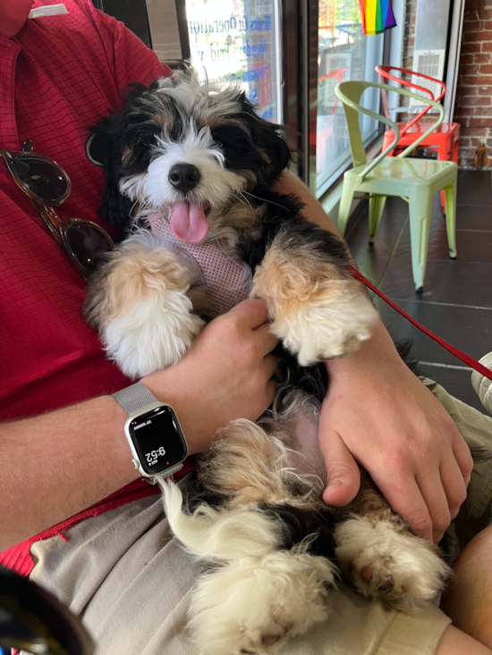 Small Mini Bernedoodle Pup in Washington DC