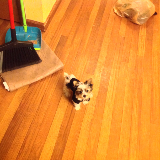 Clover - Parti Yorkshire Terrier Puppy For Sale Premier Pups Clover - Parti Yorkshire Terrier Puppy For Sale Premier Pups