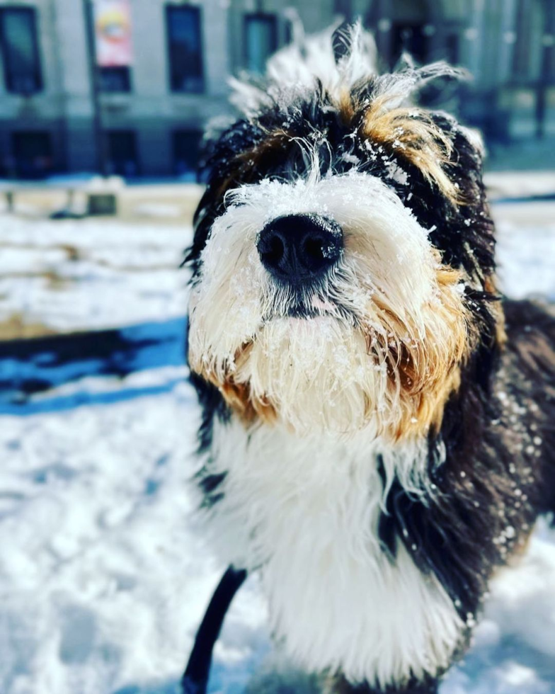 Sweet Mini Bernedoodle Pup in Jersey City NJ
