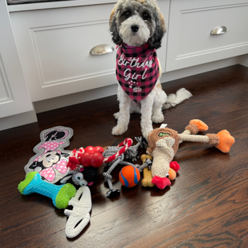 Playful Cavoodle Poodle Mix Pup