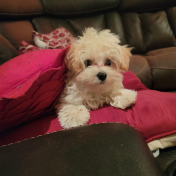 Charlie (formerly Stephano), a Maltipoo puppy from Chicago, IL Charlie (formerly Stephano), a Maltipoo puppy from Chicago, IL