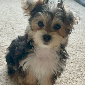 Pippi Louise, a Morkie puppy from Portage, MI Pippi Louise, a Morkie puppy from Portage, MI