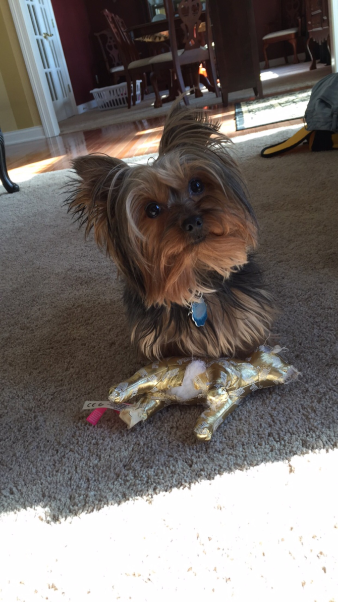 Bear Bear - Yorkshire Terrier Puppy For Sale Premier Pups Bear Bear - Yorkshire Terrier Puppy For Sale Premier Pups