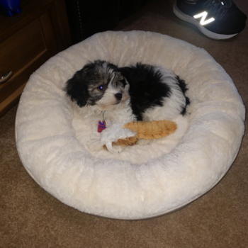Scrappy (aka Bosco), a Havanese puppy from Petoskey, Mi Scrappy (aka Bosco), a Havanese puppy from Petoskey, Mi
