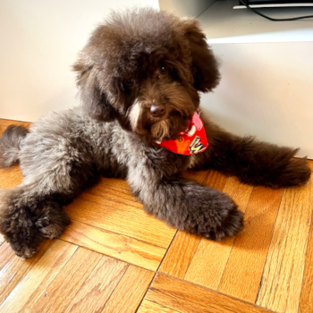 Xena , a Havapoo puppy from New York NY