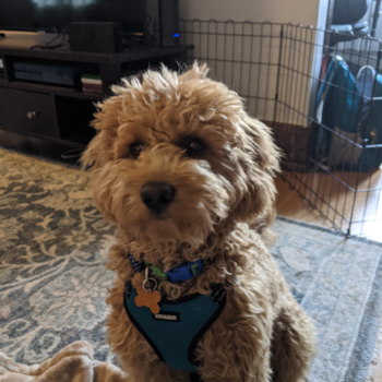 Albie, a Mini Goldendoodle puppy from Cincinnati, OH Albie, a Mini Goldendoodle puppy from Cincinnati, OH