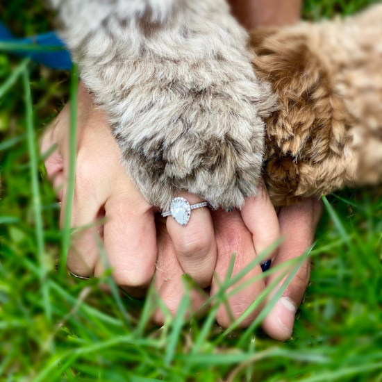 Small Cockapoo Pup