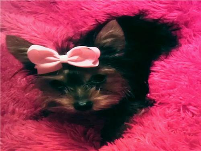 Bella - Yorkshire Terrier Puppy For Sale Premier Pups Bella - Yorkshire Terrier Puppy For Sale Premier Pups