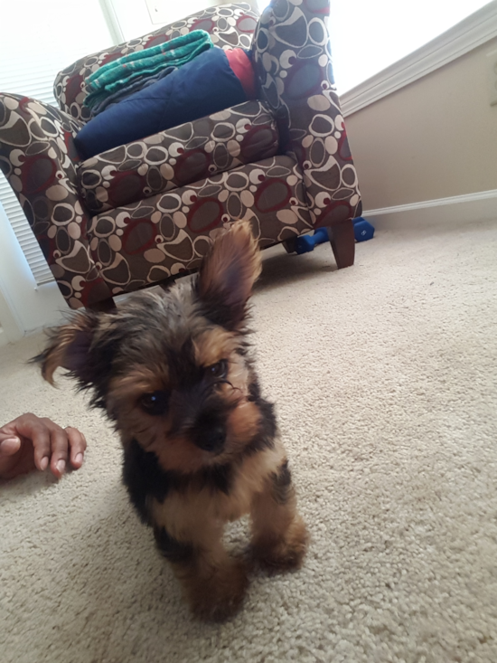 Little Yorkshire Terrier Pup