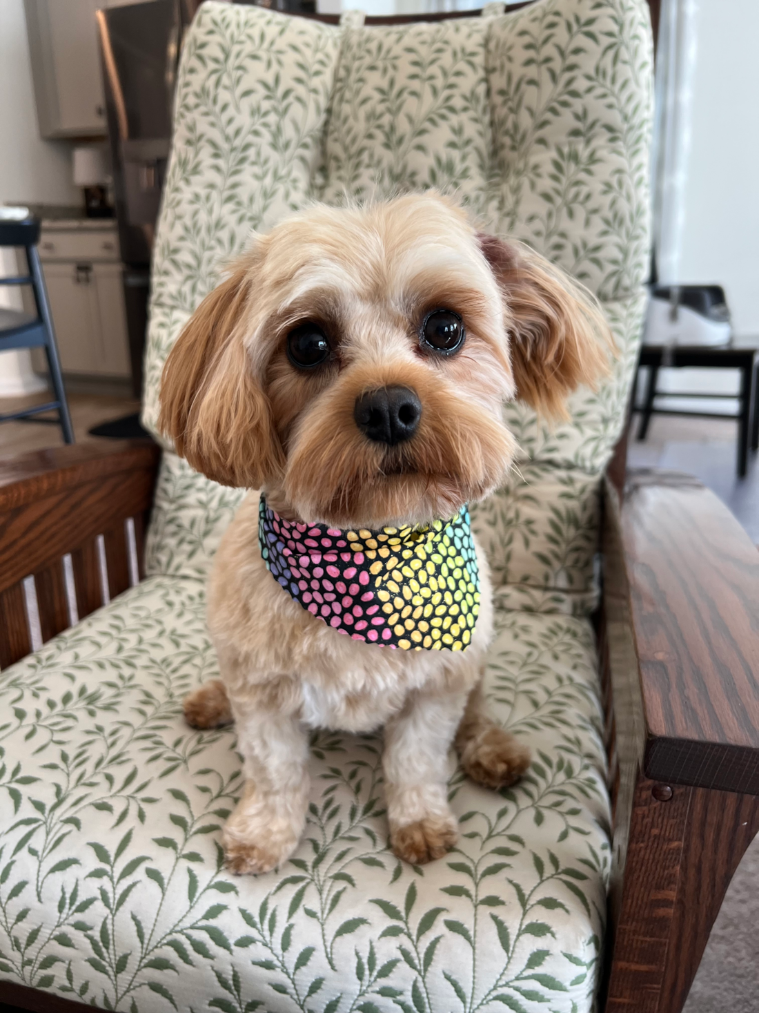 Photo Gallery: Beautiful Cavapoo Pictures - Premier Pups