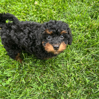Cleo, a Mini Bernedoodle puppy from Islip Terrace  NY