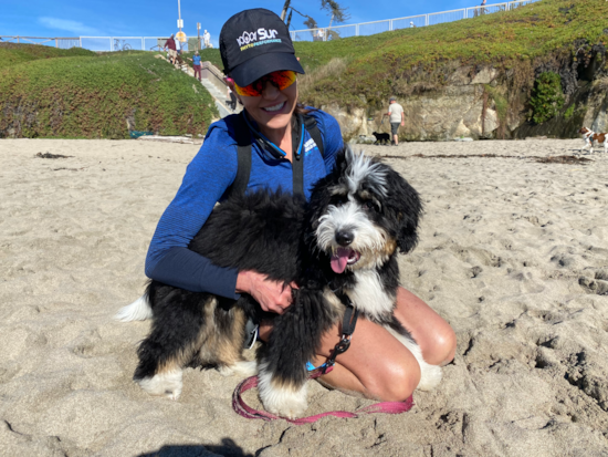 Fluffy Mini Bernedoodle Poodle Mix Pup