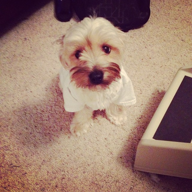 Stewie - Morkie Puppy For Sale Premier Pups Stewie - Morkie Puppy For Sale Premier Pups