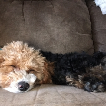Energetic Poodle Pup in Rupert ID