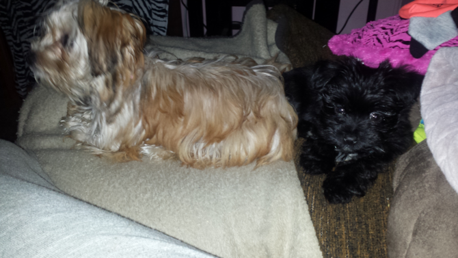 Sampson and Mischa - Morkie Puppy For Sale Premier Pups Sampson and Mischa - Morkie Puppy For Sale Premier Pups