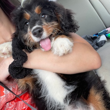Millie, a Mini Bernedoodle puppy from Massachusetts Millie, a Mini Bernedoodle puppy from Massachusetts