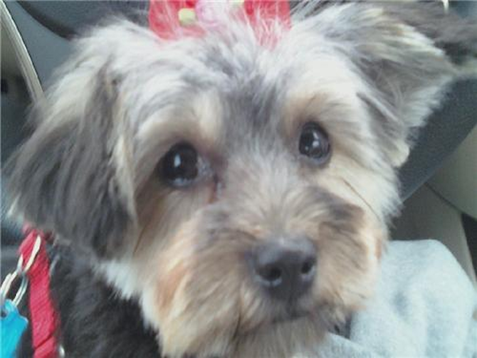 Bella - Yorkie Poo Puppy For Sale Premier Pups Bella - Yorkie Poo Puppy For Sale Premier Pups