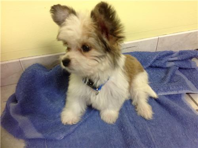 Sparky - Papillon Puppy For Sale Premier Pups Sparky - Papillon Puppy For Sale Premier Pups