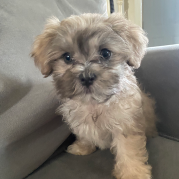 Gary formerly Scotty, a Teddy Bear puppy from Beech Grove, IN Gary formerly Scotty, a Teddy Bear puppy from Beech Grove, IN