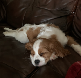 QUINCY Cavalier King Charles Spaniel puppy