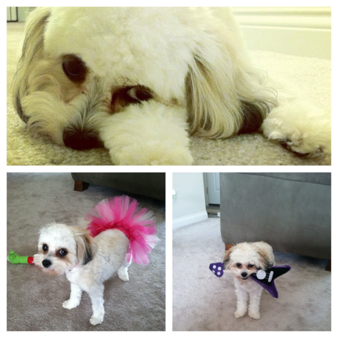 Adele - Cavachon Puppy For Sale Premier Pups Adele - Cavachon Puppy For Sale Premier Pups