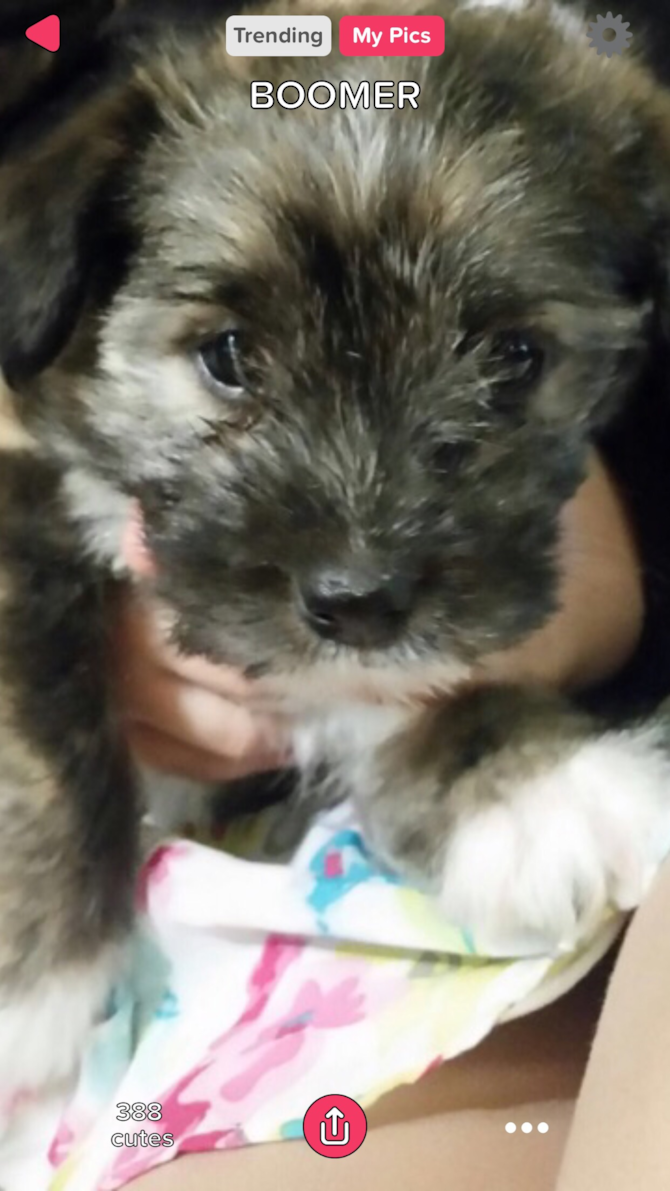 Boomer - Mutt Puppy For Sale Premier Pups Boomer - Mutt Puppy For Sale Premier Pups