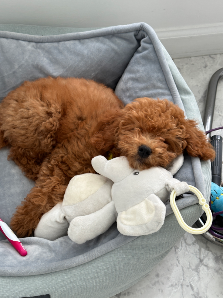Fluffy Poodle Pup in