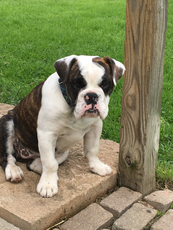 English Bulldog