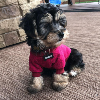 Buddy, a Yorkie Chon puppy from Holland OH