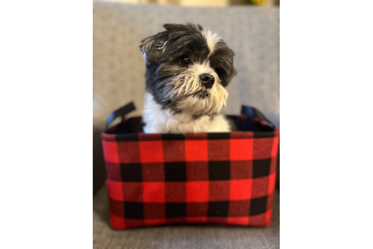Teddy Bear Puppy for Adoption