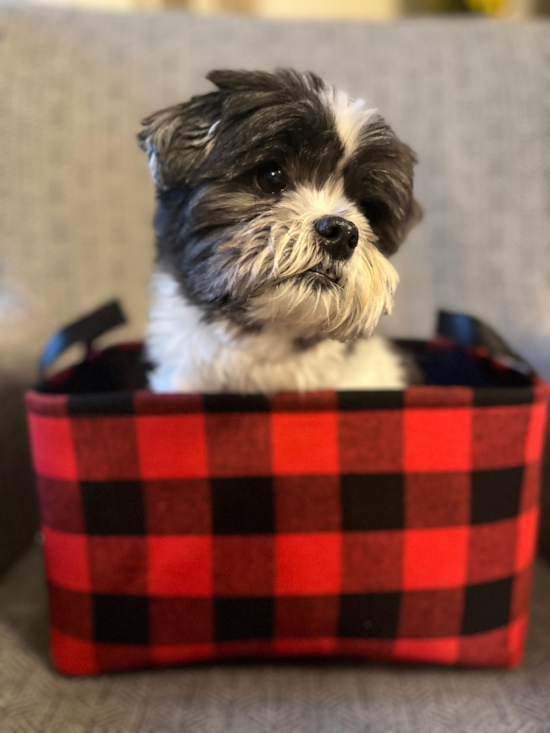 Friendly Teddy Bear Pup