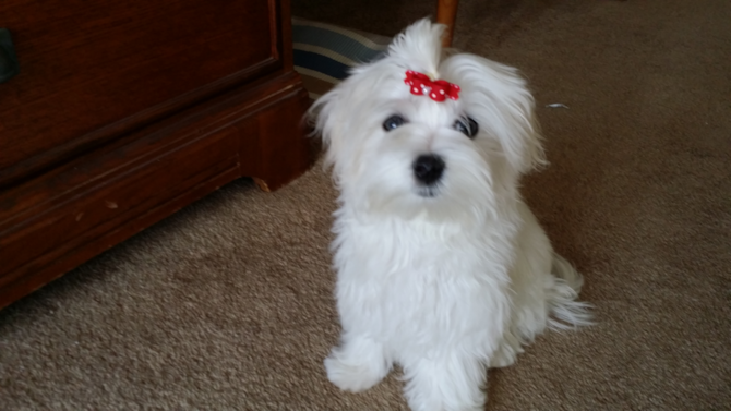 Chinnie (Madison ) - Maltese Puppy For Sale Premier Pups Chinnie (Madison ) - Maltese Puppy For Sale Premier Pups