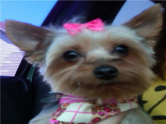 Bella - Yorkshire Terrier Puppy For Sale Premier Pups Bella - Yorkshire Terrier Puppy For Sale Premier Pups