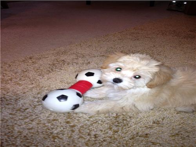 LUCY - Havanese Puppy For Sale Premier Pups LUCY - Havanese Puppy For Sale Premier Pups
