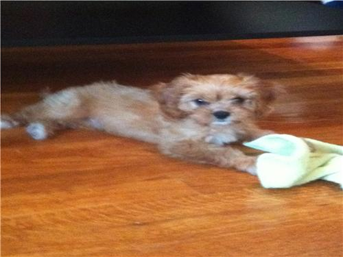 Jackson - Cavapoo Puppy For Sale Premier Pups Jackson - Cavapoo Puppy For Sale Premier Pups