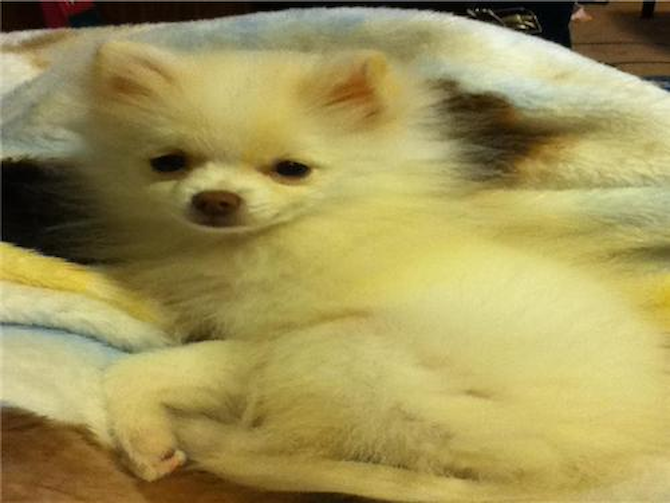 Sydney - Pomeranian Puppy For Sale Premier Pups Sydney - Pomeranian Puppy For Sale Premier Pups